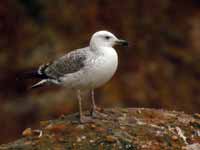 Goéland pontique Larus cachinnans