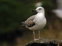 Goéland pontique Larus cachinnans