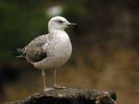 Goéland pontique Larus cachinnans