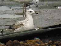 Goéland pontique Larus cachinnans