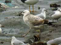 Goéland pontique Larus cachinnans