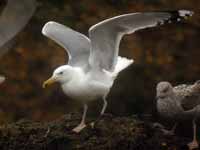 Goéland pontique Larus cachinnans