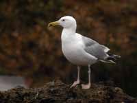 Goéland pontique Larus cachinnans