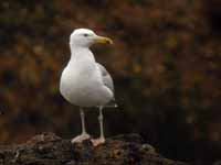 Goéland pontique Larus cachinnans