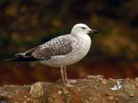 Goéland pontique Larus cachinnans