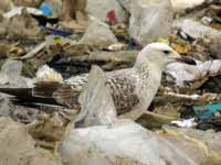 Goéland pontique Larus cachinnans