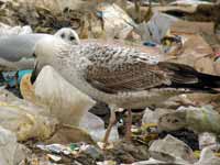 Goéland pontique Larus cachinnans