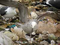 Goéland pontique Larus cachinnans