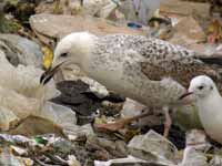 Goéland pontique Larus cachinnans