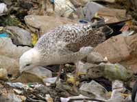 Goéland pontique Larus cachinnans