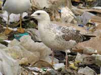 Goéland pontique Larus cachinnans