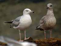 Goéland pontique Larus cachinnans