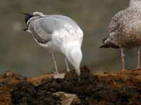 Goéland pontique Larus cachinnans