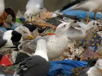 Goéland pontique Larus cachinnans