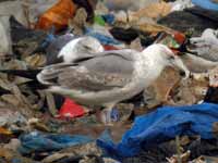 Goéland pontique Larus cachinnans