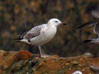 Goéland pontique Larus cachinnans