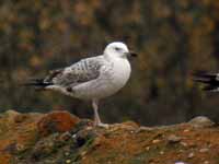 Goéland pontique Larus cachinnans