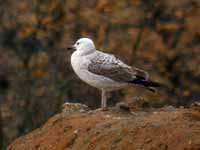 Goéland pontique Larus cachinnans