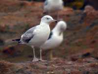 Goéland pontique Larus cachinnans