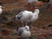 Goéland pontique Larus cachinnans