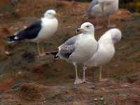 Goéland pontique Larus cachinnans