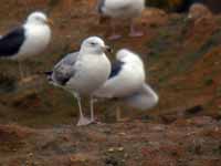 Goéland pontique Larus cachinnans