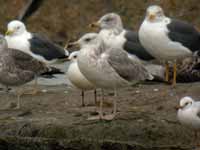 Goéland pontique Larus cachinnans