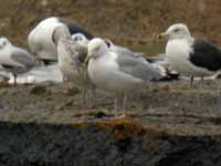 Goéland pontique Larus cachinnans