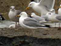 Goéland pontique Larus cachinnans