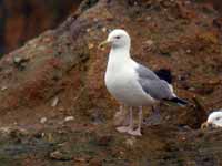 Goéland pontique Larus cachinnans