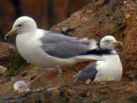 Goéland pontique Larus cachinnans