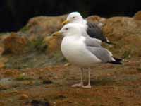 Goéland pontique Larus cachinnans