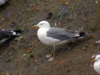 Goéland pontique Larus cachinnans