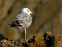 Goéland pontique Larus cachinnans