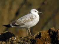 Goéland pontique Larus cachinnans