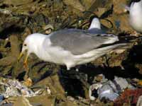 Goéland pontique Larus cachinnans