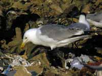 Goéland pontique Larus cachinnans