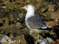 Goéland pontique Larus cachinnans