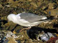 Goéland pontique Larus cachinnans