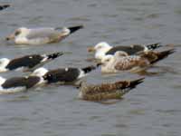 Goéland pontique Larus cachinnans