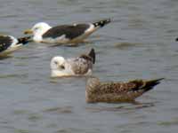 Goéland pontique Larus cachinnans