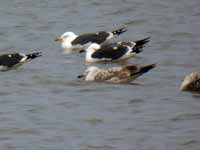 Goéland pontique Larus cachinnans