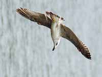 Goéland pontique Larus cachinnans