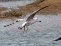 Goéland pontique Larus cachinnans