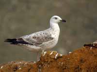 Goéland pontique Larus cachinnans