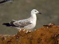 Goéland pontique Larus cachinnans