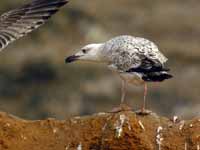 Goéland pontique Larus cachinnans