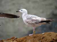 Goéland pontique Larus cachinnans