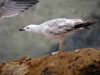 Goéland pontique Larus cachinnans