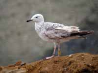 Goéland pontique Larus cachinnans